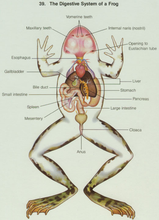 circulatory system of frog. circulatory system of frog.