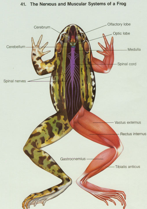 Muscular System Of A Frog 7