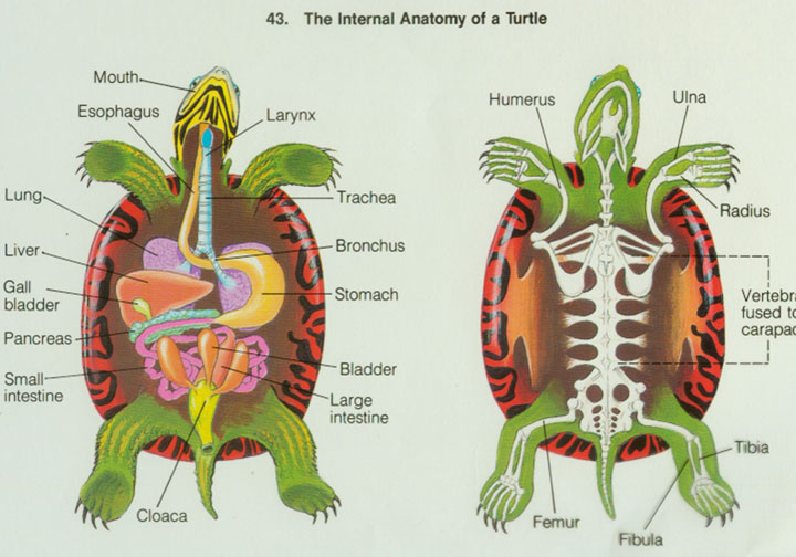 earthworm dissection diagram. dissection diagram job