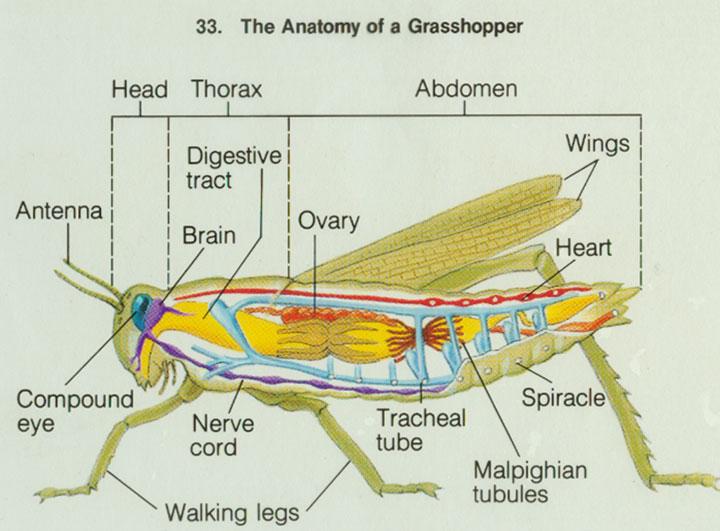 Grasshopper Internal Anatomy Diagram | Online Wiring Diagram grasshopper wiring diagrams 